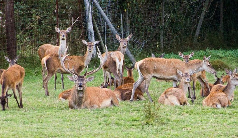 Du Cerf Holiday home