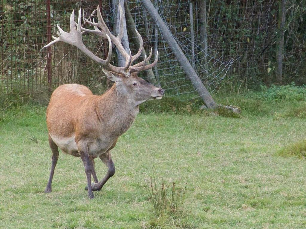 Du Cerf Holiday home *